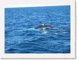 Humpback Whale * 2592 x 1944 * (1.6MB)